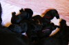 n_wurf_woche2_hp (2)